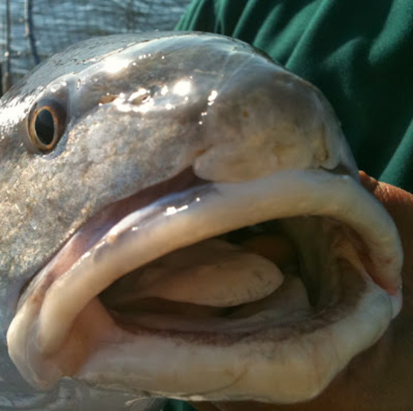 flyfishredfish
